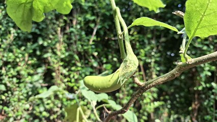 Curved green eggplant hanging on stem, unripe purple aubergine fruit in home garden, organic vegetable farming and plant growth stage photography