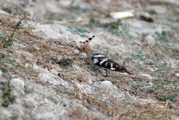 Common hoopoe on the sand