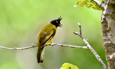 Rubigula flaviventris on tree in forest.