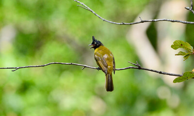 Rubigula flaviventris on tree in forest.