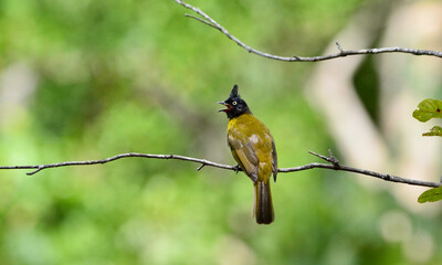 Rubigula flaviventris on tree in forest.