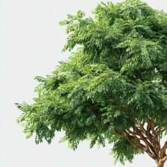 Lush Green Tree with Dense Foliage Surrounded by Natural Elements in Bright Daylight Enhancing the Outdoor Landscape Beauty