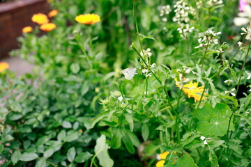 葉っぱに止まっている蝶と花