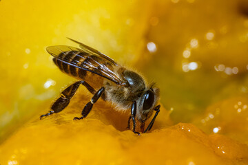 Bee collecting nectar, Bee collecting flower nectar, Close-up photo of a bee