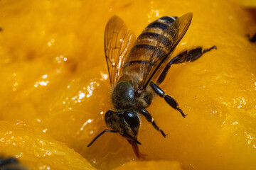 Bee collecting nectar, Bee collecting flower nectar, Close-up photo of a bee