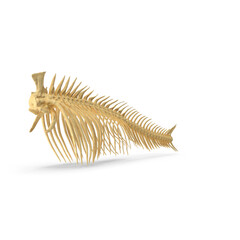Fish Vertebrae Bones Isolated on Transparent Background