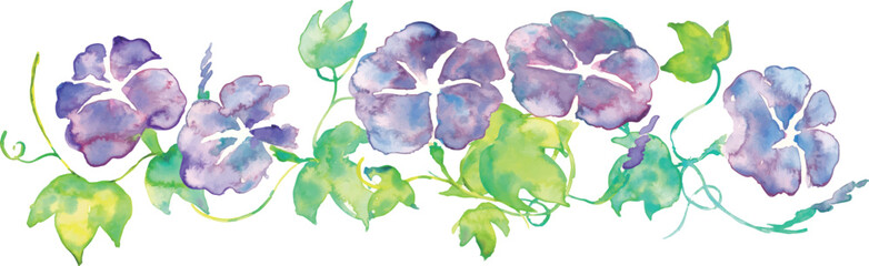 朝顔の水彩イラスト。夏のアサガオのベクター水彩。夏の水彩背景。Watercolor illustration of morning glory. Summer morning glory vector watercolor. Summer watercolor background.