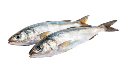 fresh herring fish isolated on white background