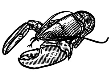 A line art illustration of a lobster, rendered in an engraved or woodcut style. 