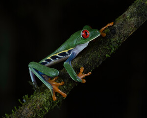 Red-eyed Tree Frog (Agalychnis callidryas), Costa Rica