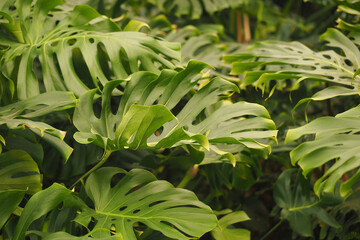 Dense green leaves create a tropical atmosphere in nature