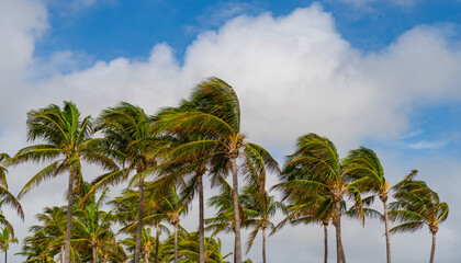 Palm tree on windy weather. Hurricane in Miami south beach, Florida. Palm tree in hurricane...