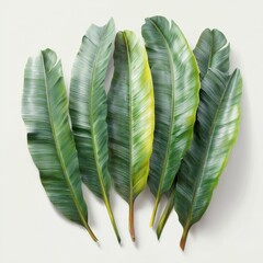 Lush Green Banana Leaves Perfect for Natural Backgrounds, Interior Decor, or Tropical Themed Projects and Designs