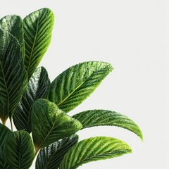 Close-Up of Fresh Green Leaves with Water Droplets on a Bright Background for Nature and Botanical Themes