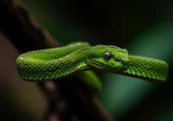 green Bamboo Pit Viper ready to strike