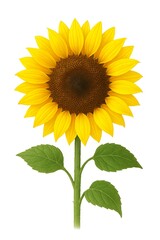 Obraz premium sunflower isolated on white