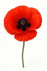red poppy isolated on white