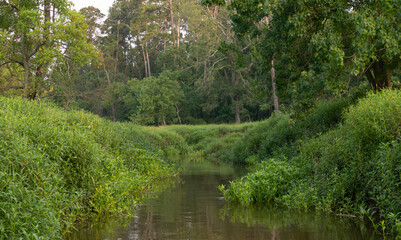 Stream Lined with Lush Waterplants with a Deciduous Forest in the Background