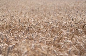 Agricultural wheat field during harvest time. Countryside crop. Harvesting at crop field. Ripe barley agriculture. Harvest at field. Crop harvest. Harvesting corn in autumn. Harvesting crops