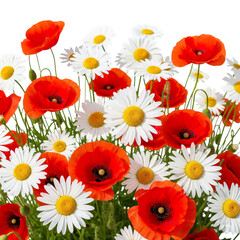 Obraz premium seamless pattern with poppies