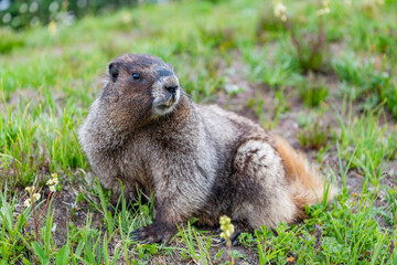 Groundhog at zoo. Rodent animal woodchuck. Rodent marmot animal. Marmot capybara. Marmot wild largest rodent. Woodchuck rodent. South American capybara. Wild animal in nature. Relaxed capybara