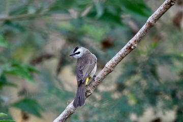 Pycnonotus goiavier on tree in forest.