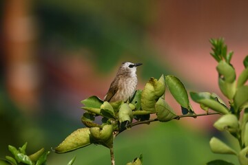Pycnonotus goiavier on tree in forest.