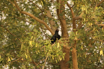 blackbird on a branch