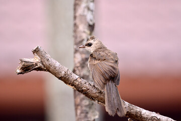Pycnonotus goiavier on tree in forest.