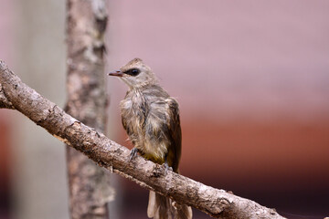 Pycnonotus goiavier on tree in forest.