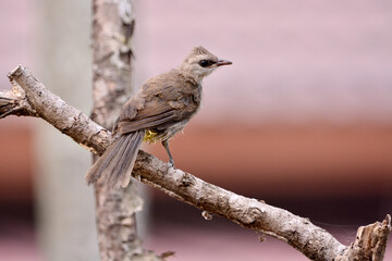 Pycnonotus goiavier on tree in forest.