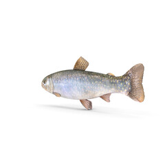 Trout Fish Isolated on Transparent Background