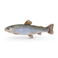 Trout Fish Isolated on Transparent Background