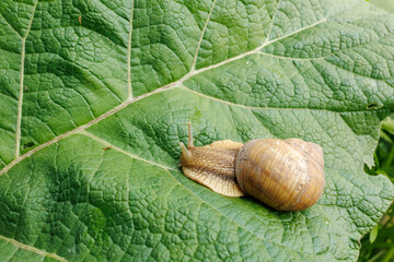 A land snail slowly crawls across a burdock leaf