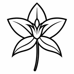 xyris flower on white background 