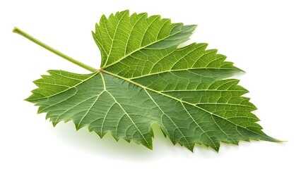 Fototapeta premium Single Grape Leaf Isolated on White, Green Leave, Palmate, Pedate Leaf, Digitate, Single Leaf, Nature