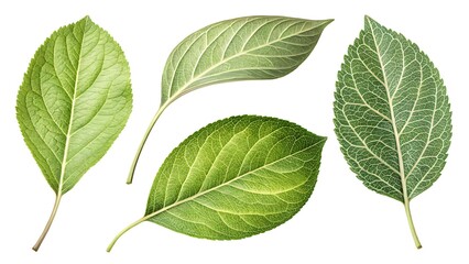 Obraz premium Variety of Apple Leaves, Single Apple Leaf, Green Leaf Isolated, Plant Leaf