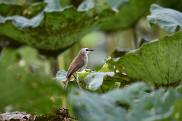Pycnonotus goiavier on tree in forest.