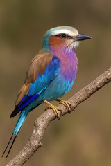 Close-up of a lilac-breasted roller perched on a branch, showcasing its vibrant turquoise, blue, and violet plumage against a soft natural background. Bird.