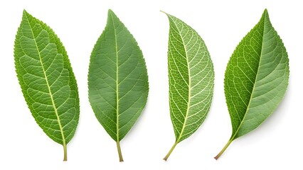 Fototapeta premium Set Of Peach Leaves Arranged In Different Positions On White Background, Fruit Leaves, Green Leaf, Isolated Leaf