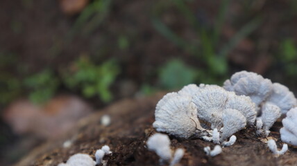 Fresh white mushrooms, growing on tree trunks, yard