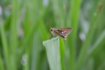 butterfly on leaf