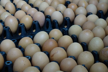 chiken egg in the basket 