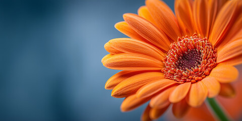 Vivid Orange Daisy Flower in Full Bloom