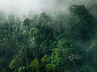 Ethereal Green Forest Canopy: Aerial View of Misty Tropical Jungle