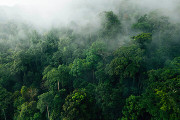 Ethereal Green Forest Canopy: Aerial View of Misty Tropical Jungle