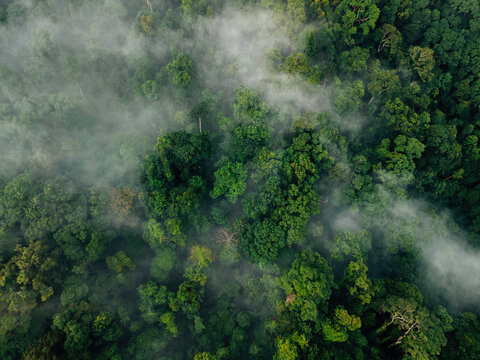 Fototapeta View of Misty Tropical Forest Canopy: Abstract Nature Texture