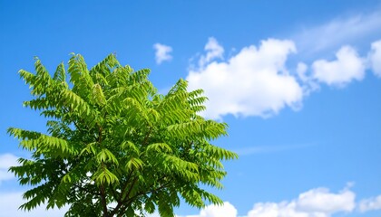 Obraz premium Green tree against blue sky landscape