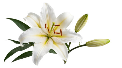 elegant white lily blossom on white background