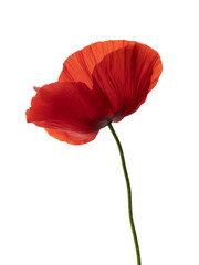 red poppy flower on white background